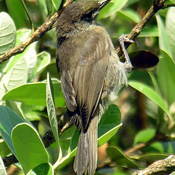 Oahu Amakihi